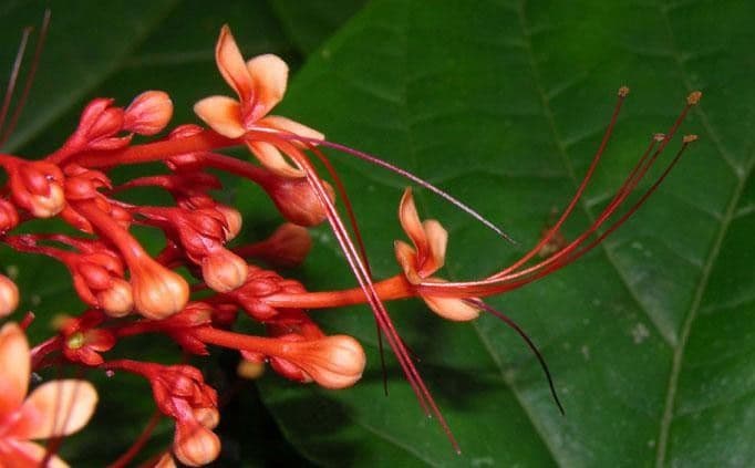 Lantana paniculata 2