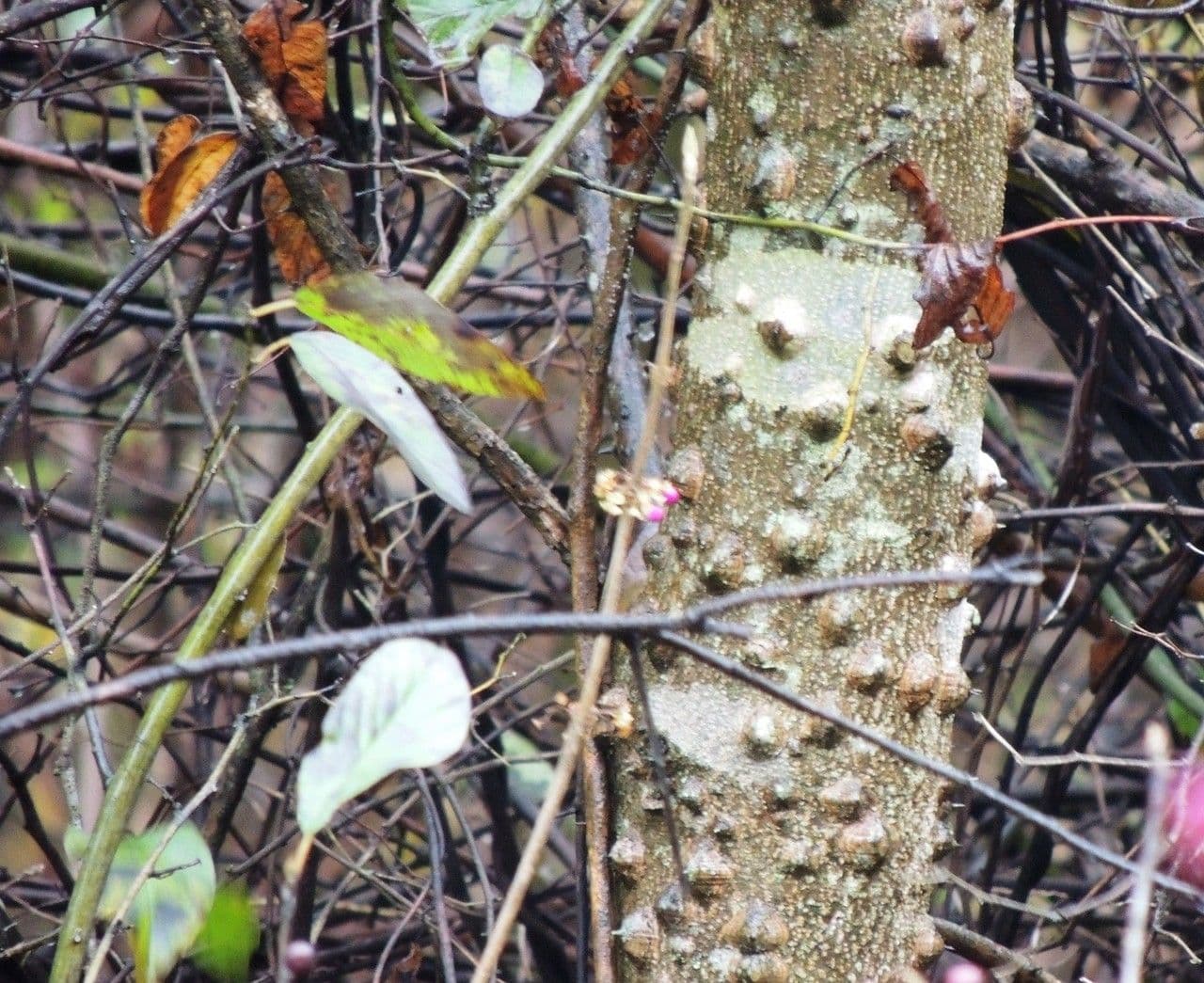 Zanthoxylum clava-herculis 9