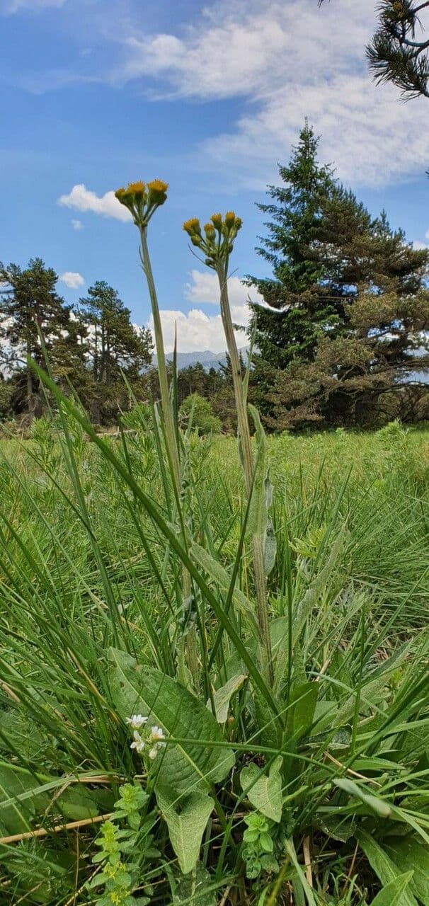 Tephroseris helenitis 19