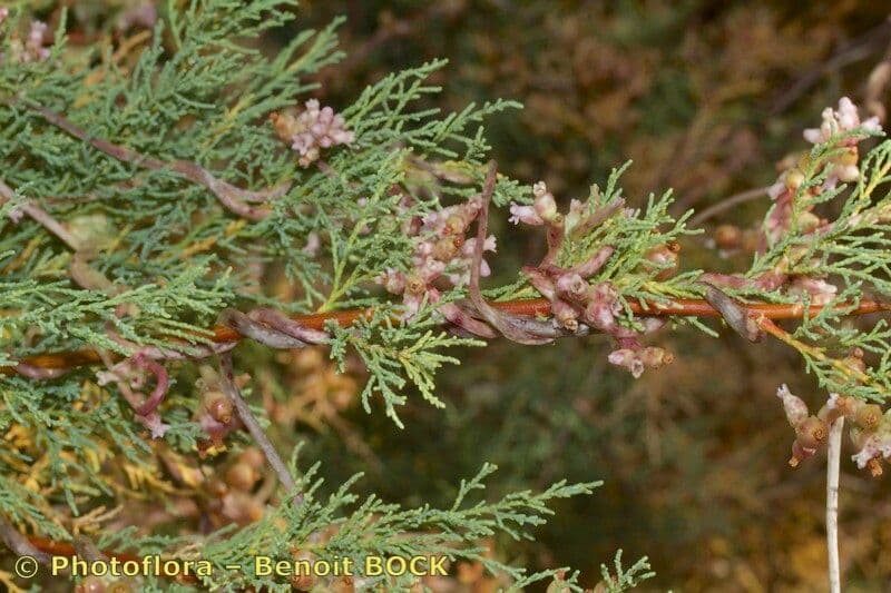 Cuscuta 18