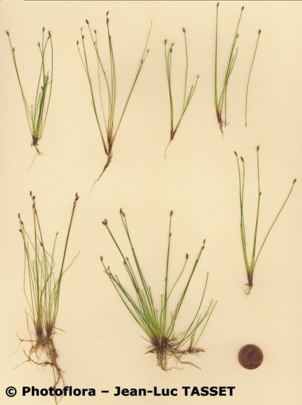 Giunchina aghiforme 11