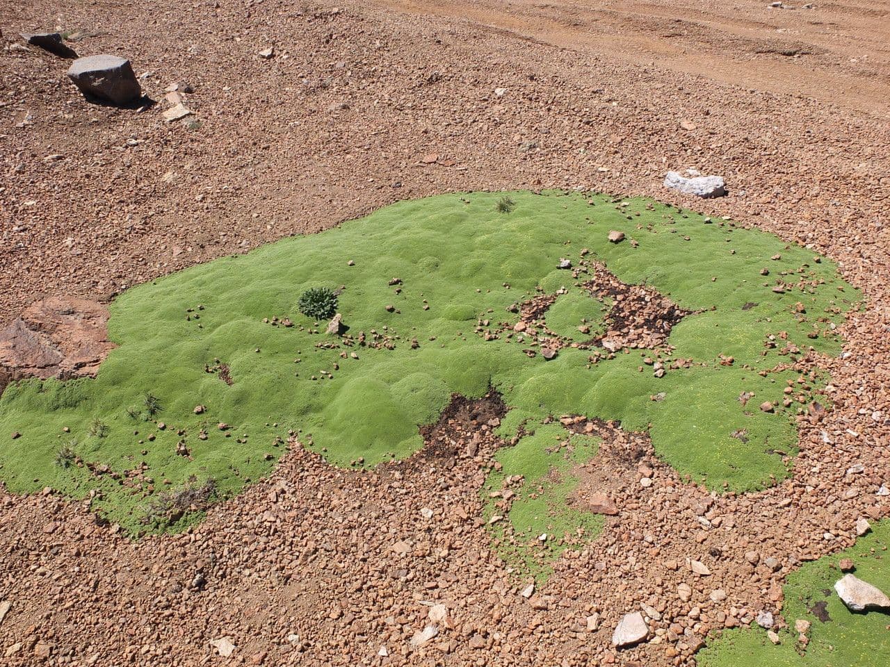 Azorella 4