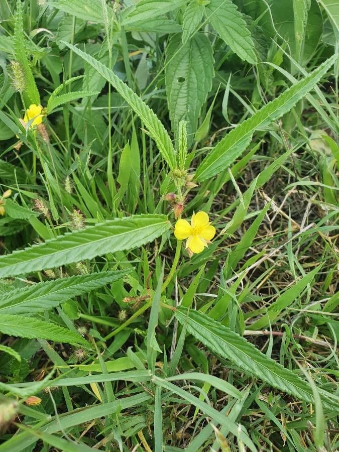 Corchorus trilocularis 10
