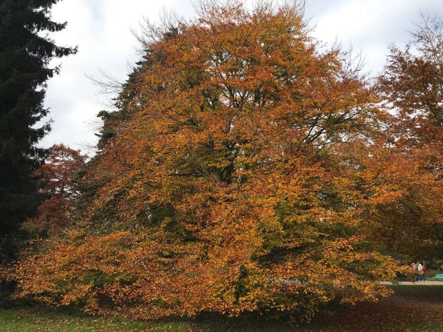 Zelkova del Caucaso