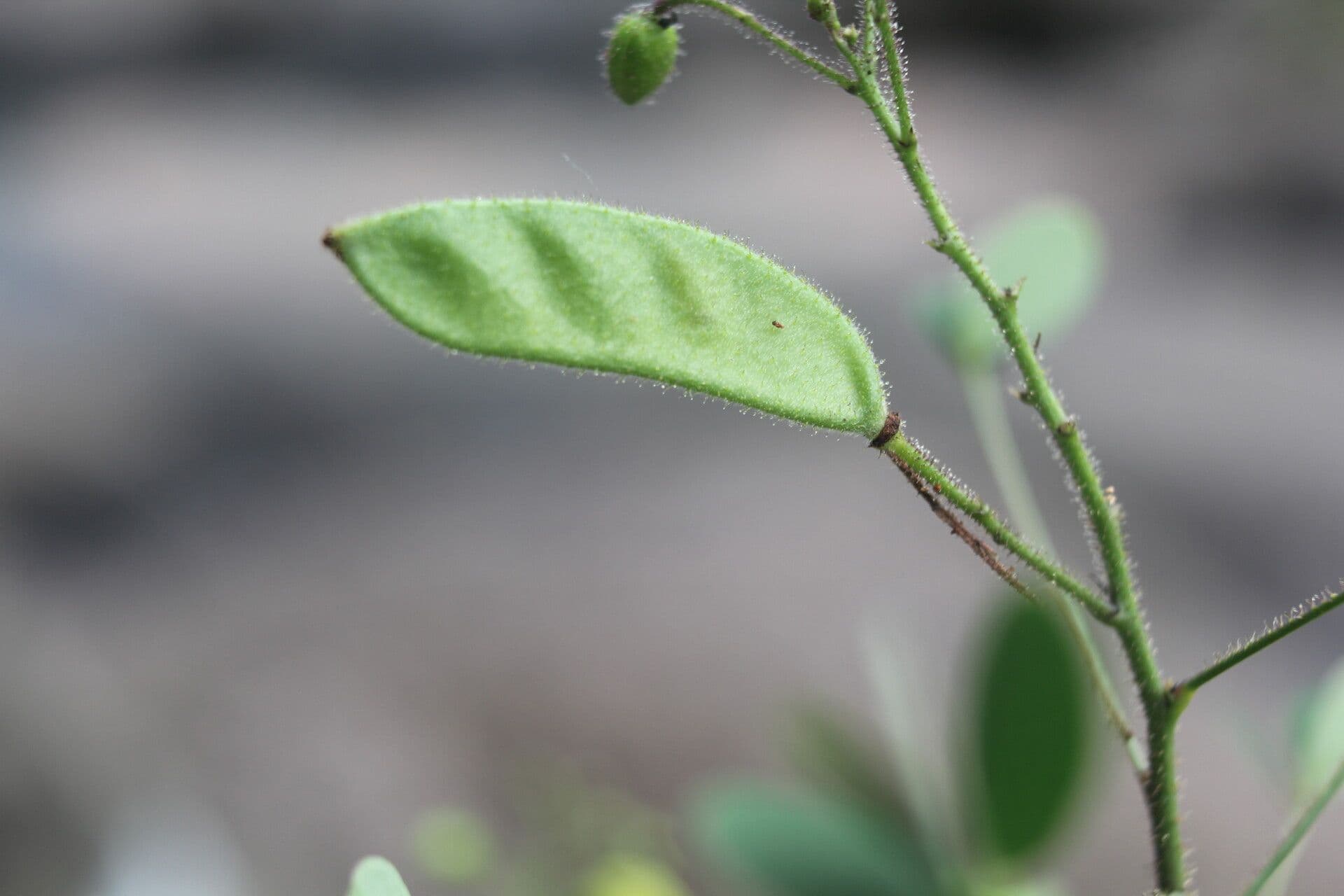 Chamaecrista
