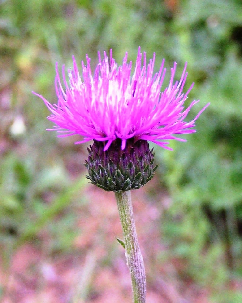 Cirsium filipendulum 4