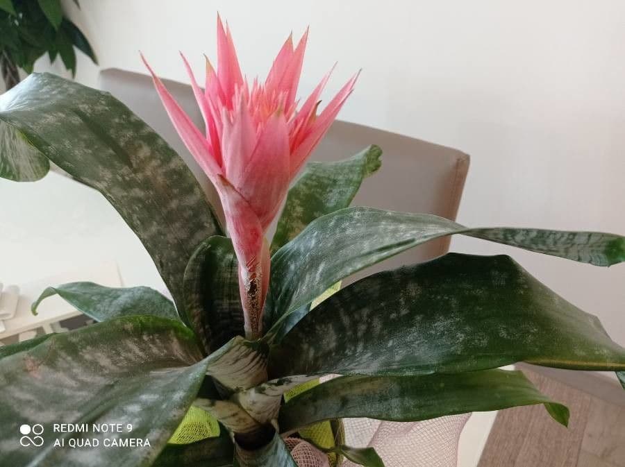 Aechmea 26