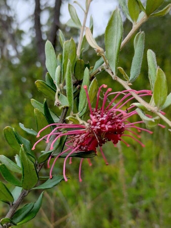 Grevillea 4