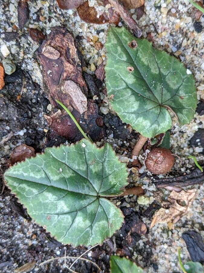 Ciclamino napoletano 5
