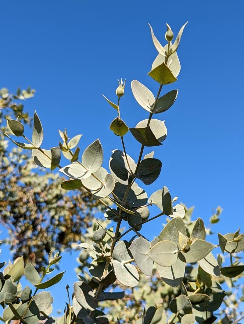 Eukalyptus gillijev 3
