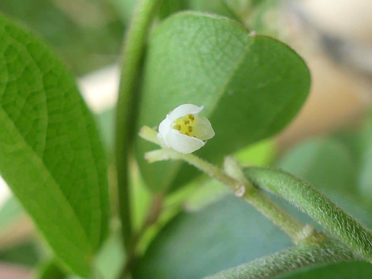 Cocculus orbiculatus 4