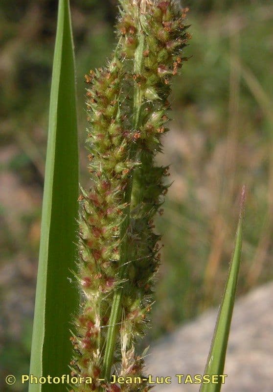 Echinochloa muricata 6