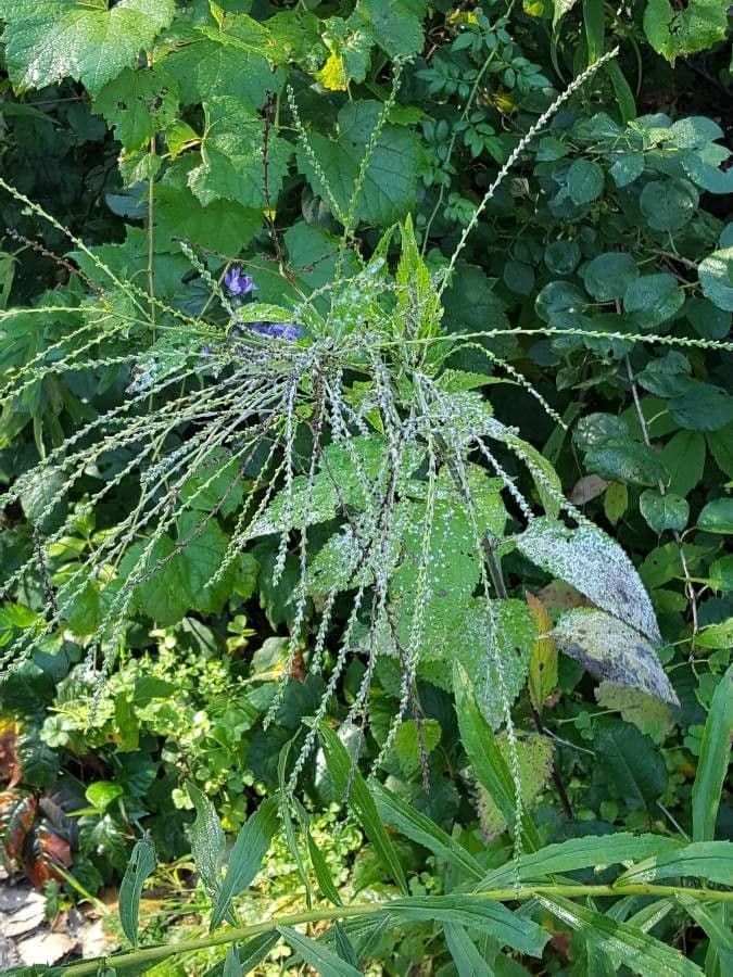 Verbena orticifolia 17