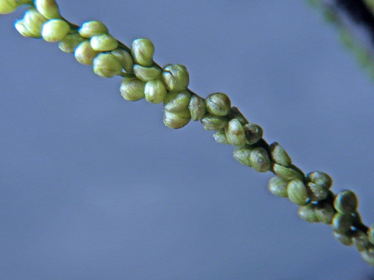 Proso obecné 3