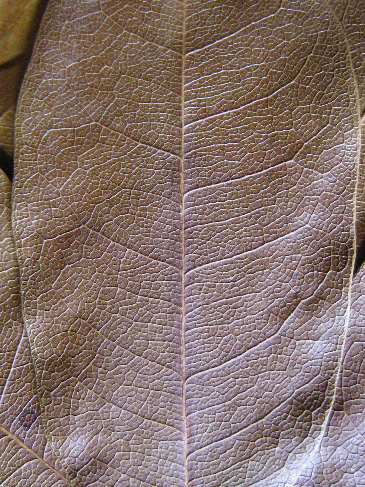 Pterocarpus 14