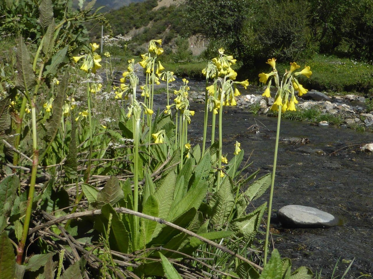 Primula del Sikkim