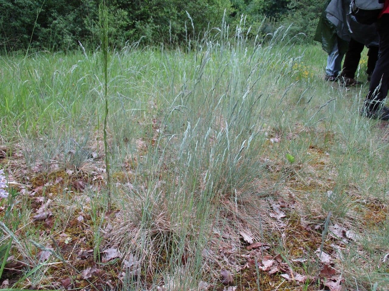 Festuca marginata 8