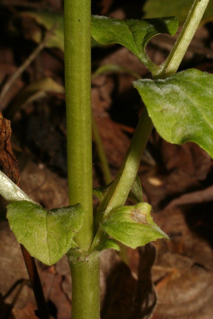 Valeriana pauciflora 17