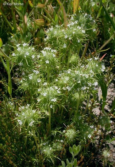 Needleleaf navarretia 11