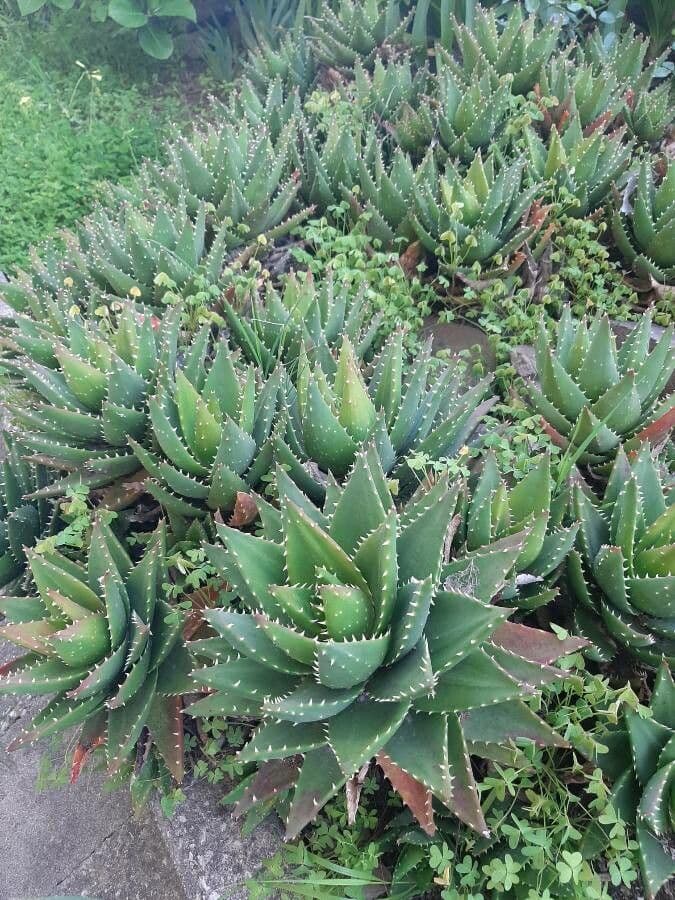 Kurzblättrige Aloe 11