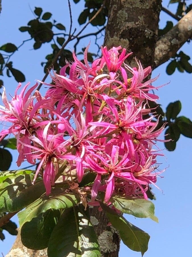 Calodendrum 4