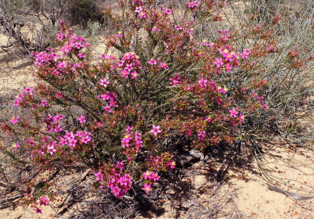 Calytrix 6