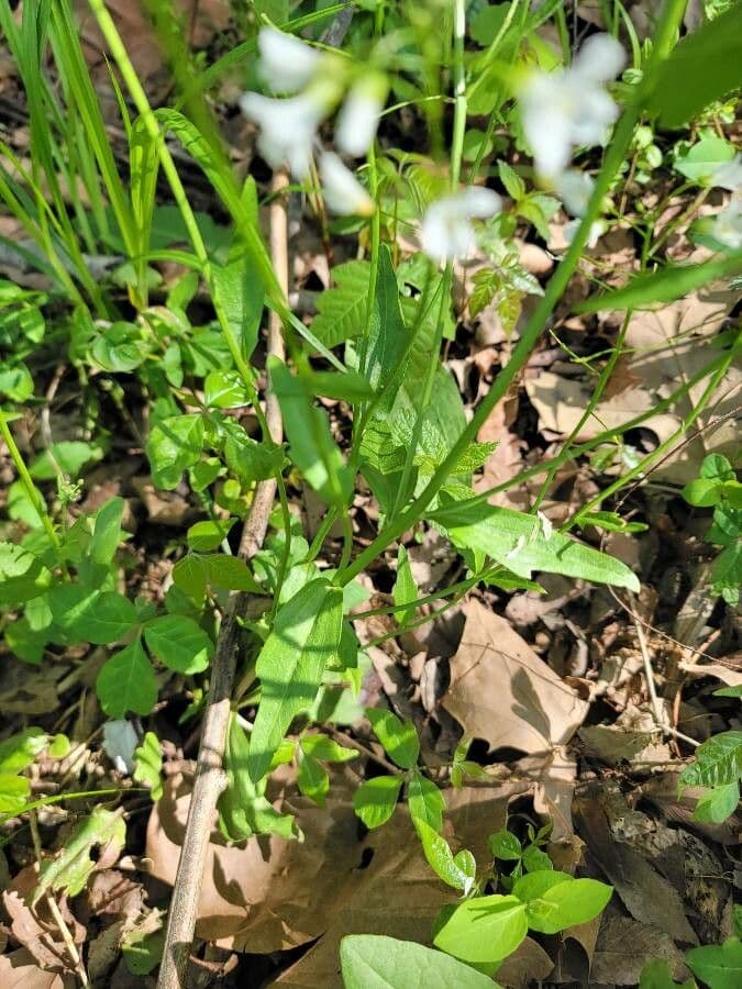 Bisetella bulbosa 7