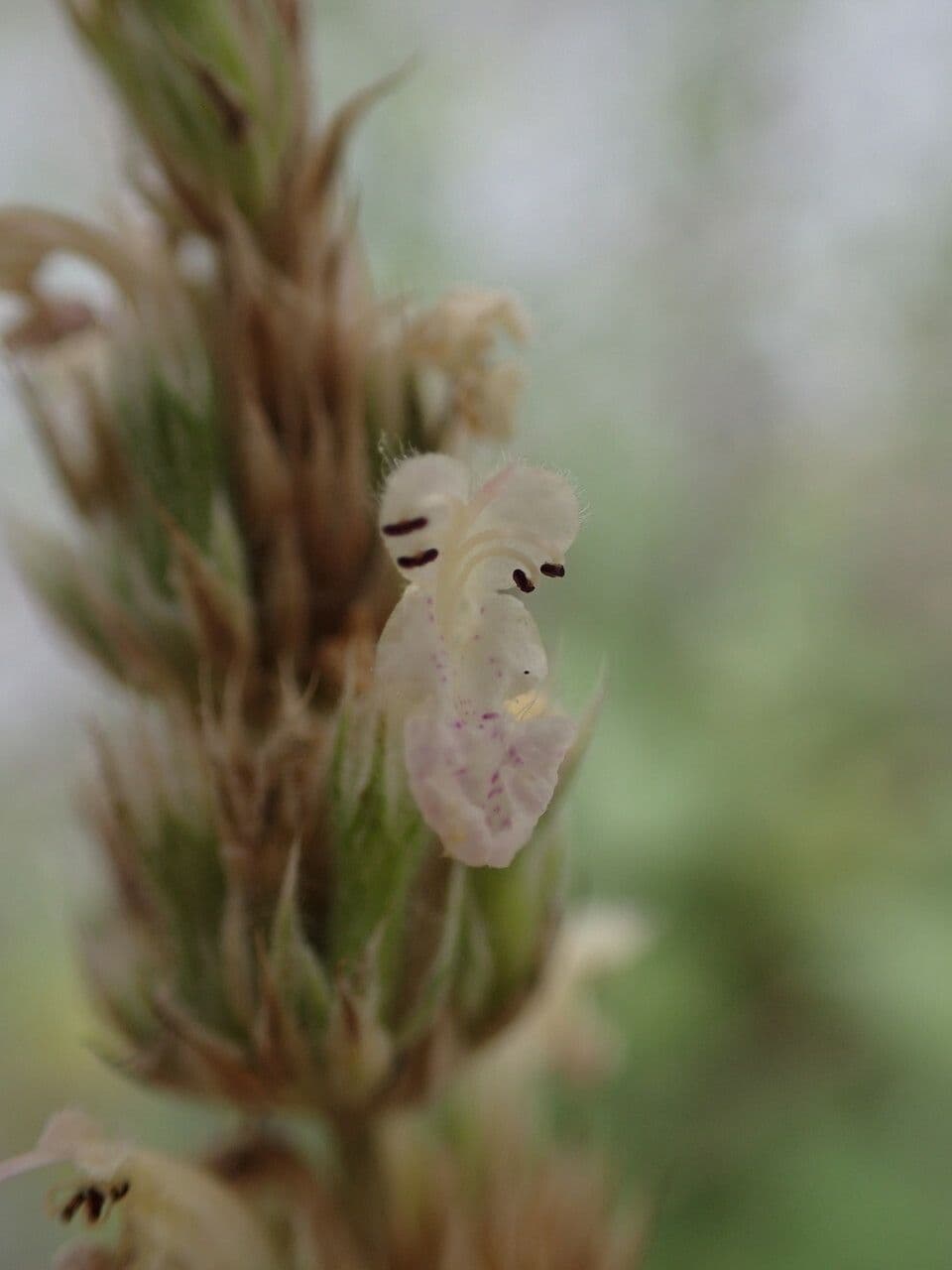 Erba gatta