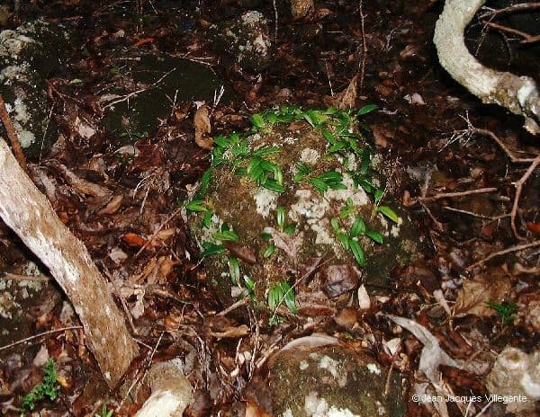 Bulbophyllum 15