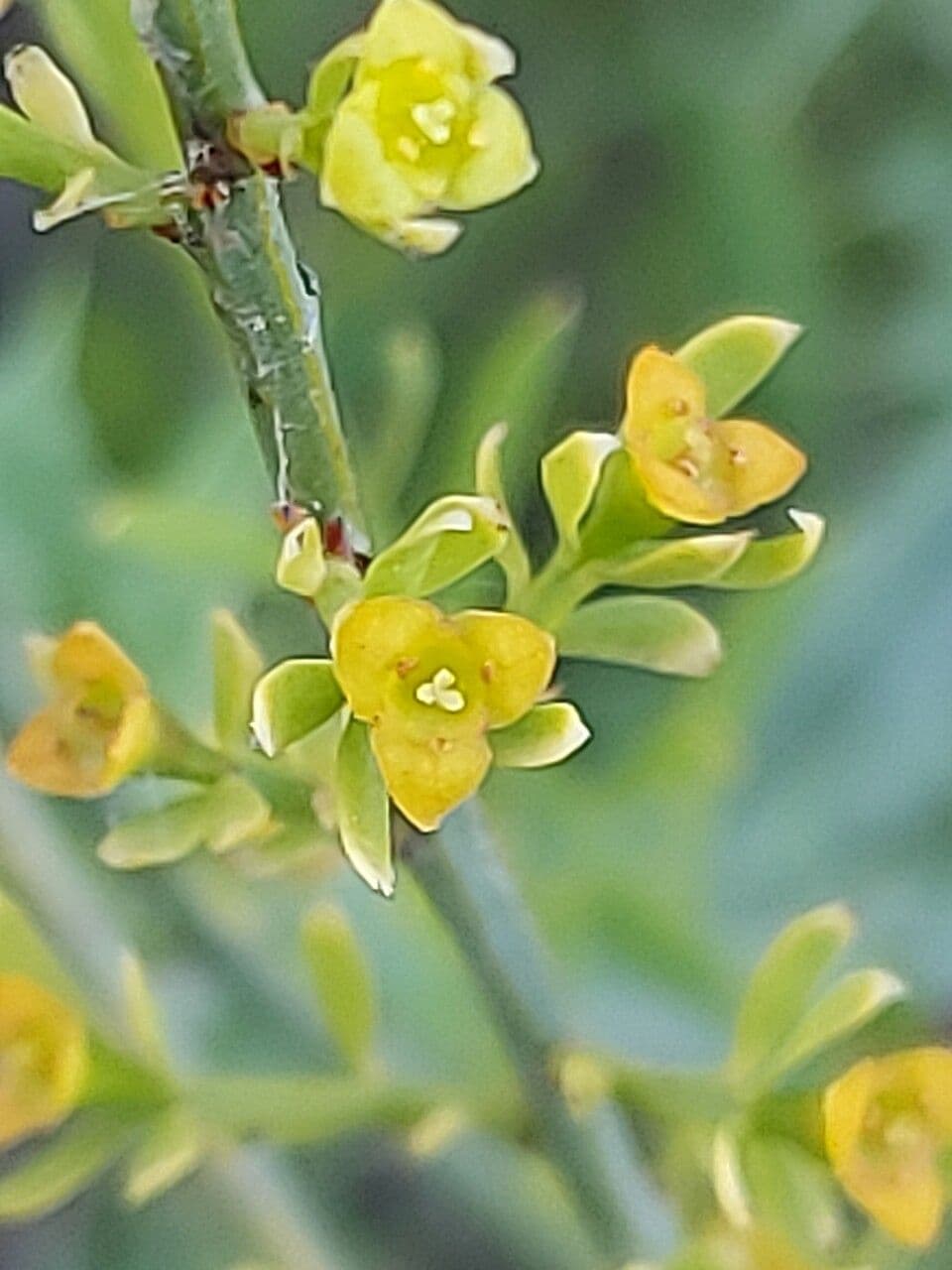 Guardalobo 6