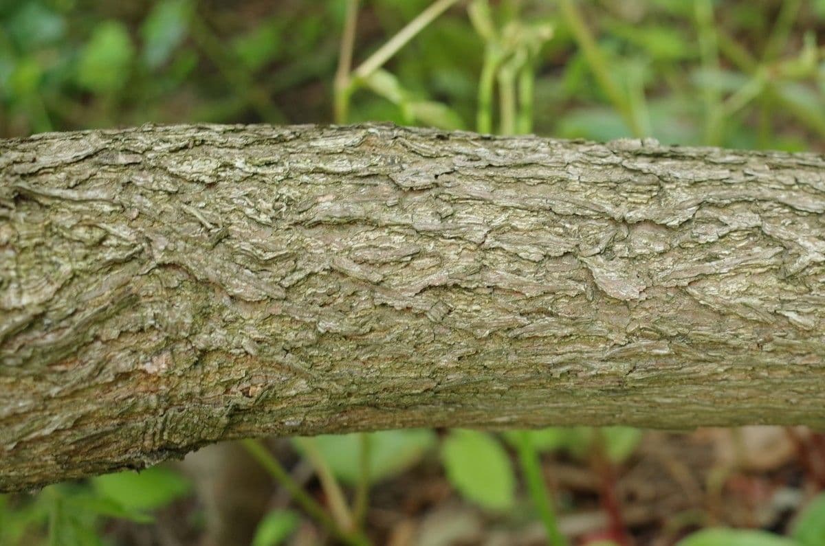 Rododendro 19