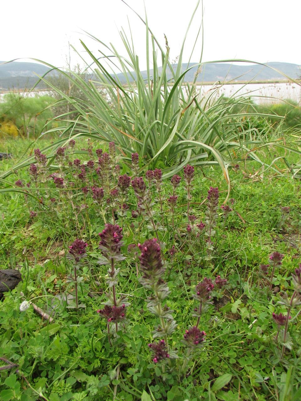 Parentucellia latifolia 8