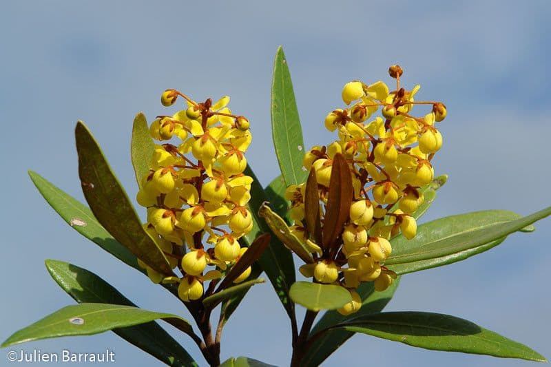Acridocarpus 3