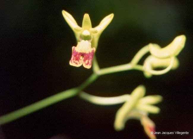 Dendrobium 5