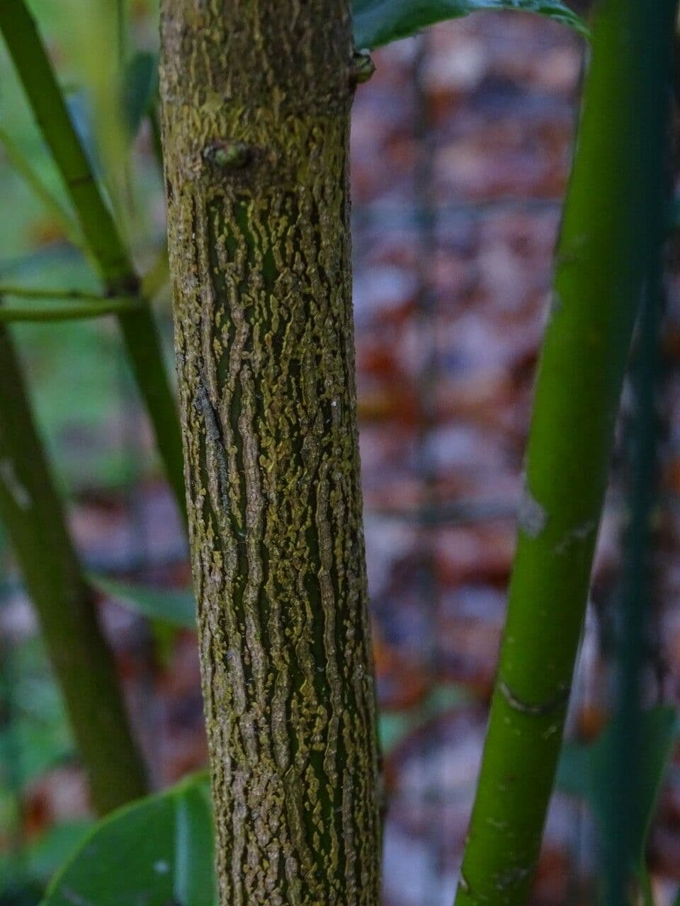 Trochodendron 21