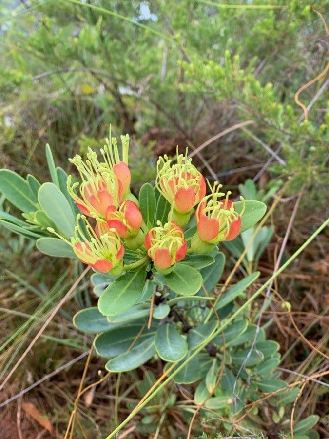 Xanthostemon 7