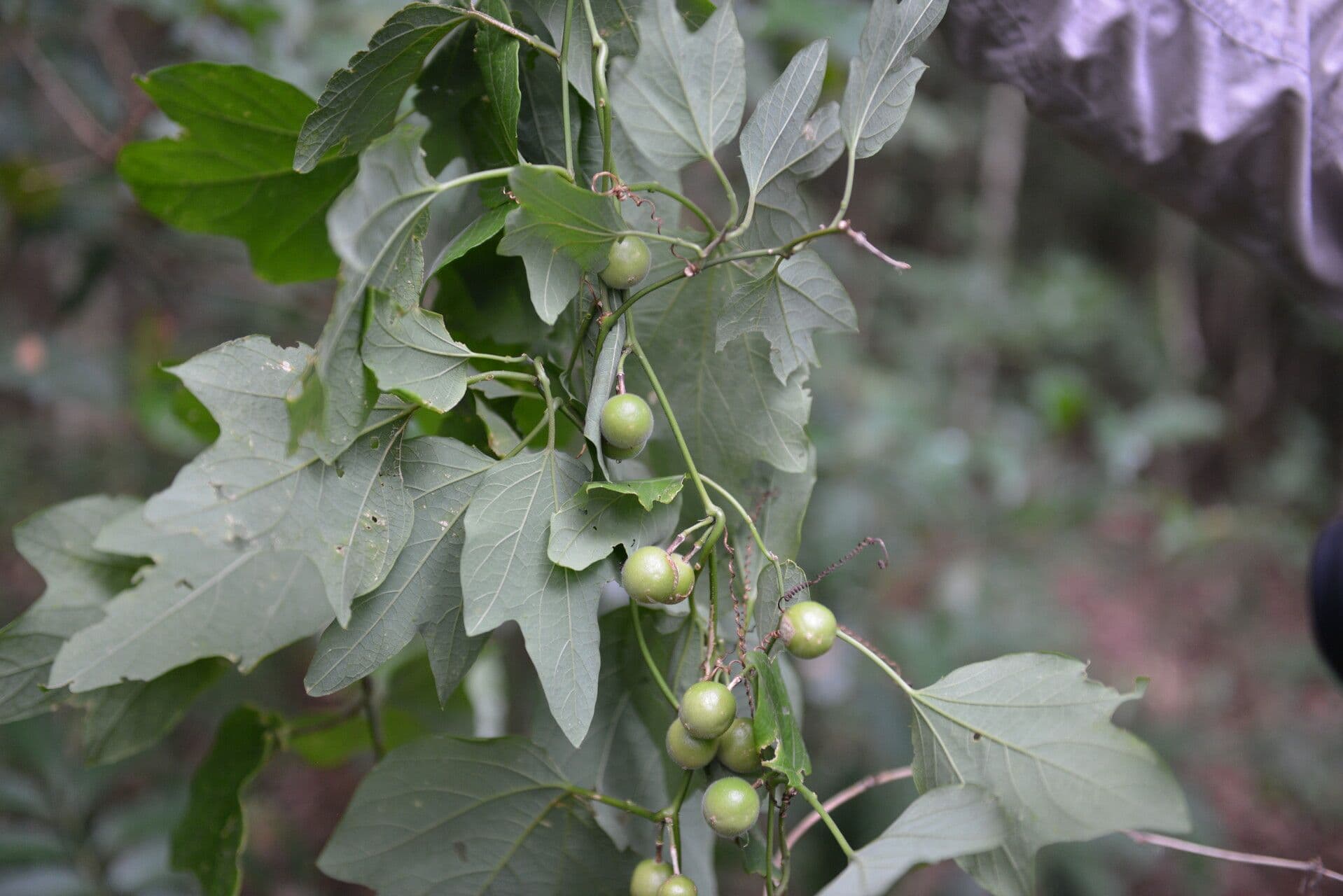Passiflora
