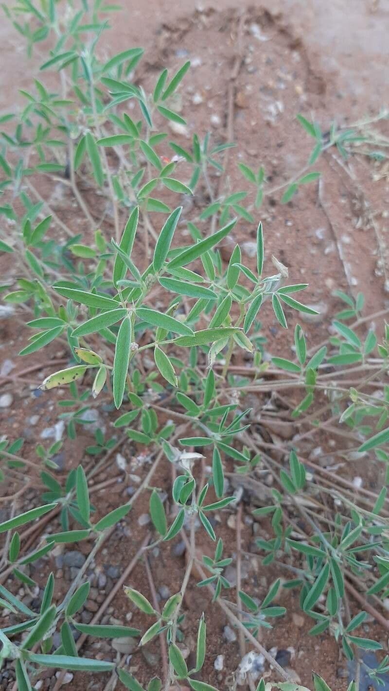 Indigofera 18