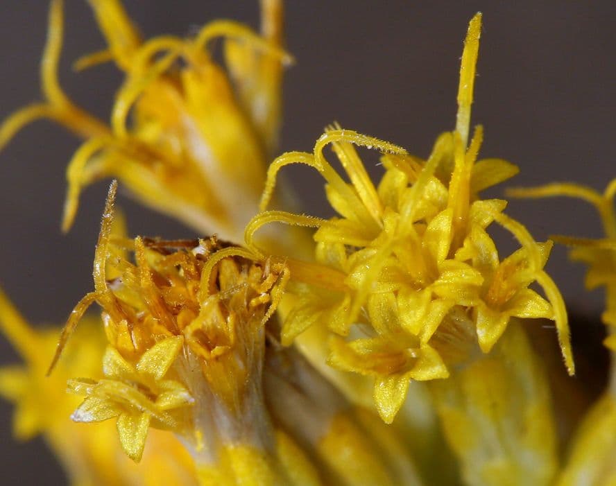 Ericameria paniculata 3