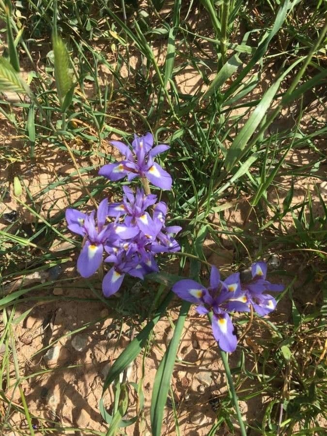 Moraea 2
