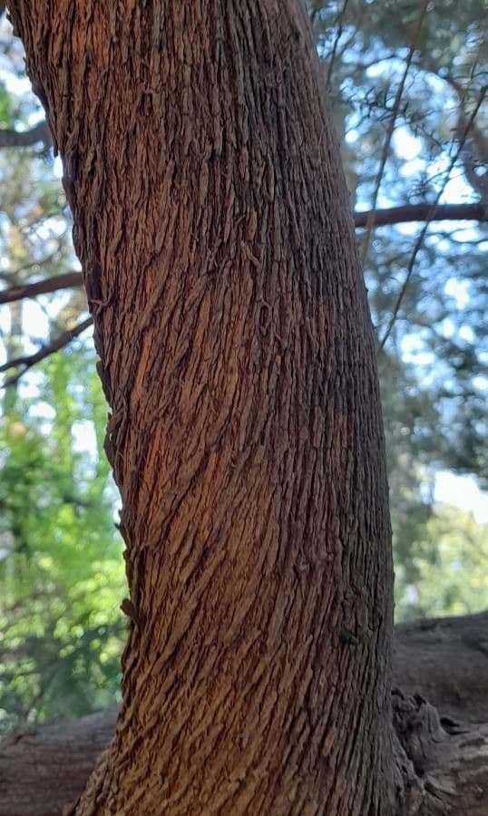 Melaleuca ericifolia 21