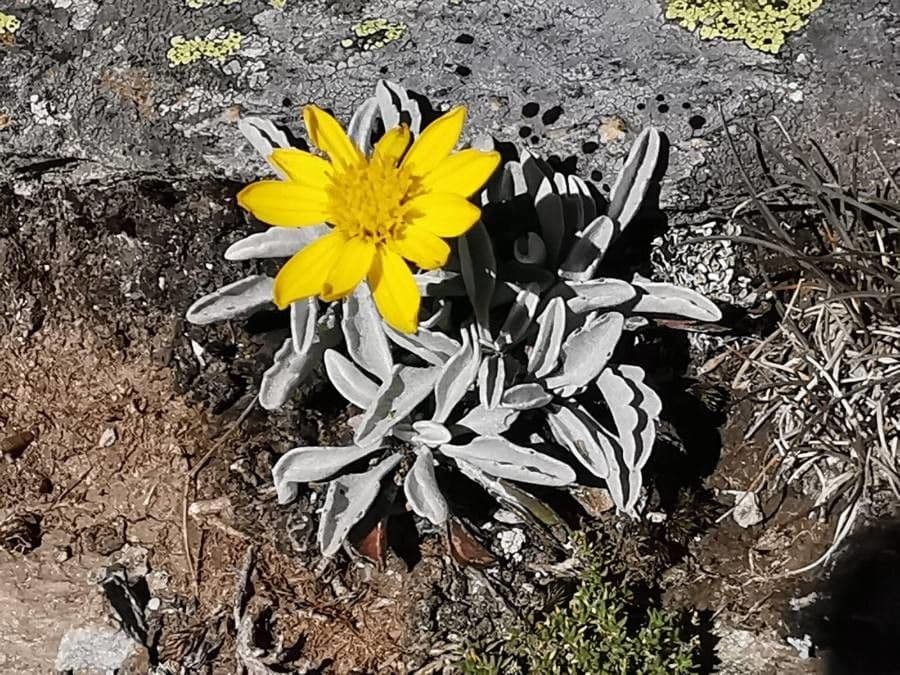 Senecio 7