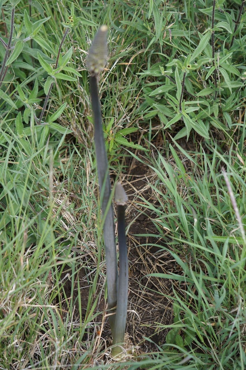 Drimia 26