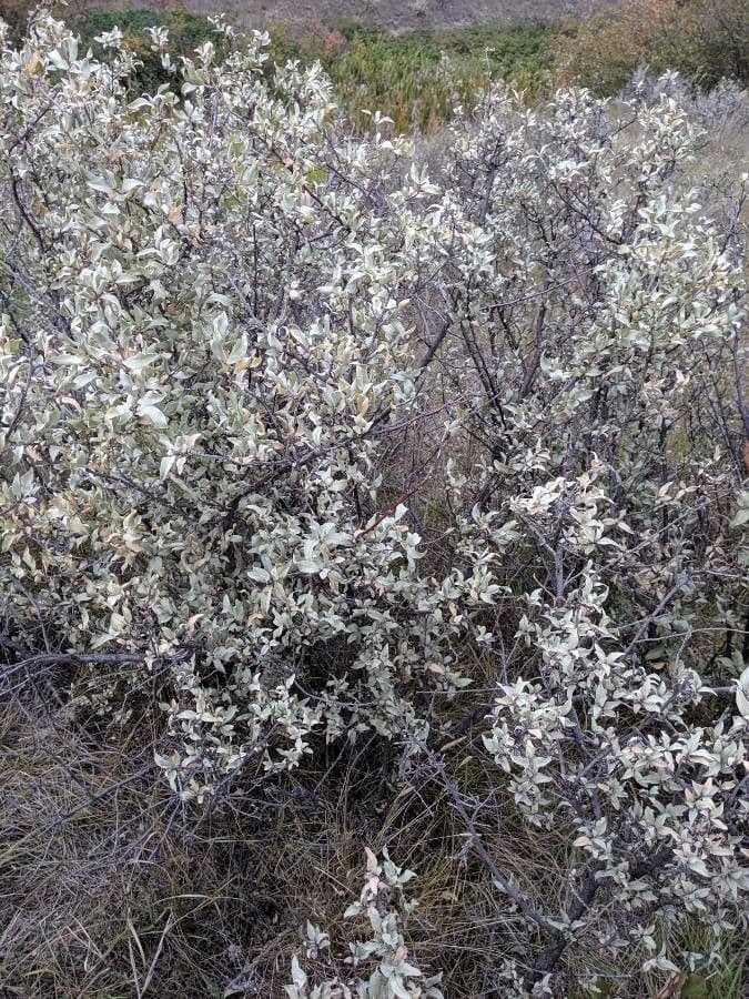 Hlošina stříbrná 19