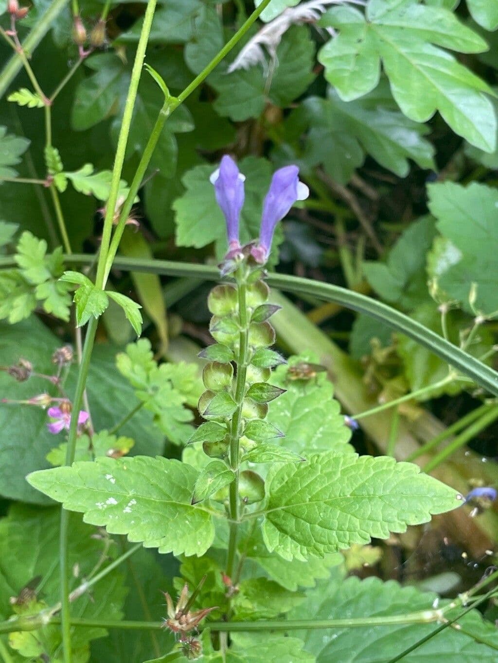 Scutellaria altissima 10