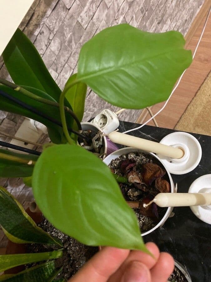 Aglaonema 5