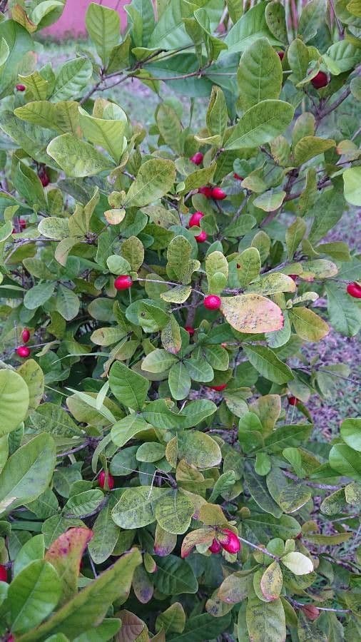Synsepalum 14