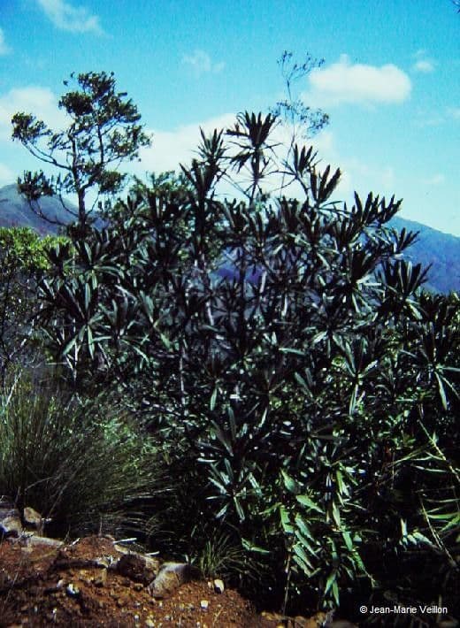 Cocconerion