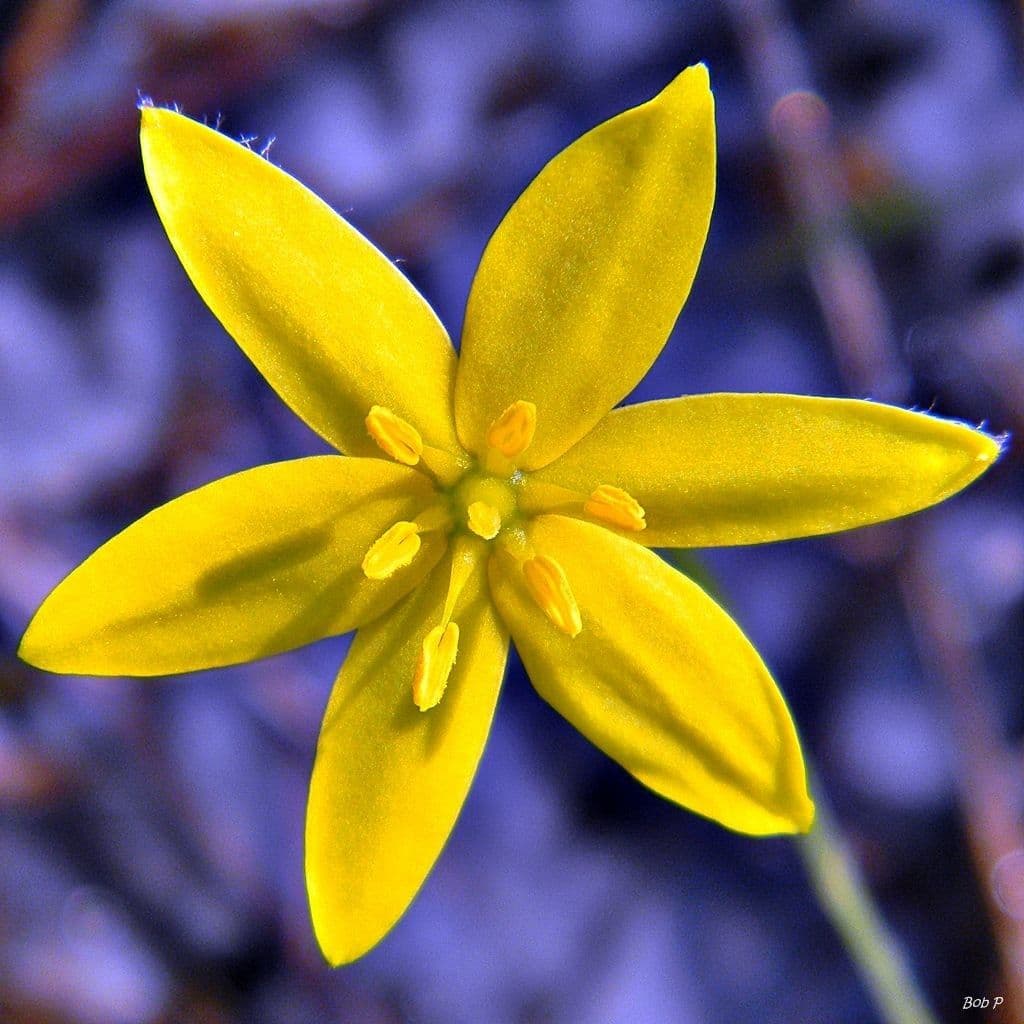 Binsenblättrige Sternbinse 3