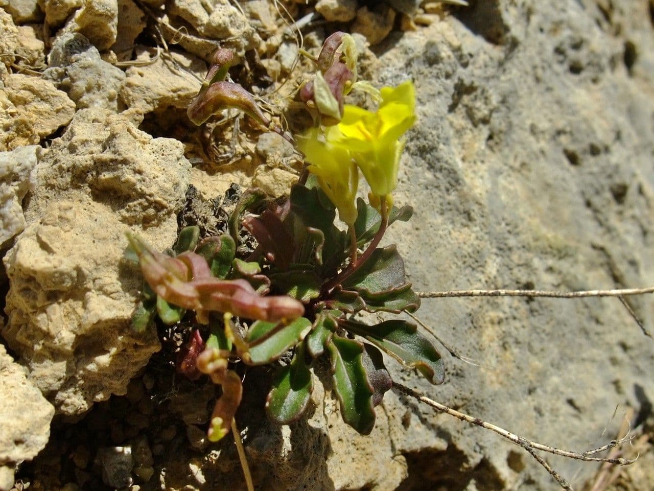 Brassica repanda 15